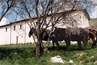 I muli: i protagonisti dell'escursione