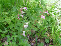 Dscn2701.jpg (269346 byte)