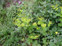 Dscn2703.jpg (245866 byte)