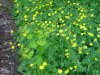 Dscn2704.jpg (219813 byte)
