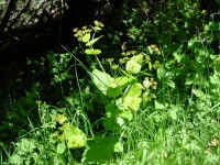 Dscn2706.jpg (251709 byte)