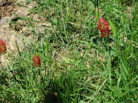 Dscn2707.jpg (363319 byte)