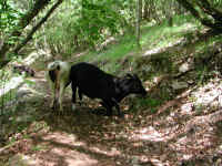 Dscn2711.jpg (273639 byte)