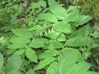 Dscn2714.jpg (172548 byte)