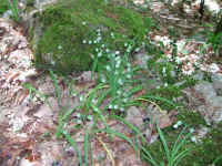 Dscn2717.jpg (288329 byte)