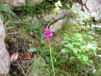 Dscn2723.jpg (299196 byte)