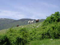 Dscn2724.jpg (207494 byte)