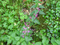Dscn2729.jpg (264980 byte)