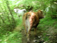 Dscn2730.jpg (140004 byte)