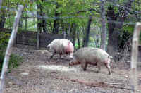 046-creature.jpeg (136819 byte)