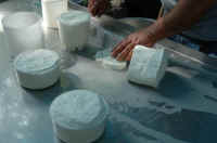 023_Dimostrazione_di_produzione_artigianale_di_formaggi_e_ricotte_005.JPG.jpg (95437 byte)