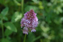 018_una_bella_orchidea.jpg (57210 byte)
