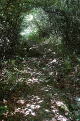 022_un_tunnel_verde.jpg (315941 byte)