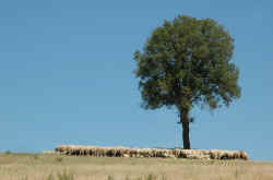 032_manca_l'ombra_anche_a_loro.jpg (80301 byte)