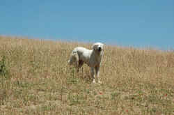 033_curiosit_canina.jpg (137185 byte)