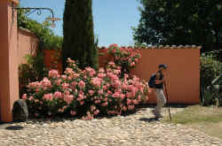 038_rose_stupende.jpg (144196 byte)