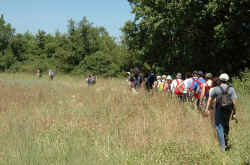 039_in_fila_nella_savana_nostrana.jpg (155208 byte)