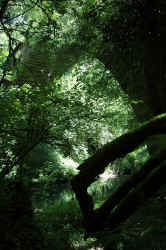 047_nel_folto_ecco_il_ponte_del_diavolo.jpg (288682 byte)