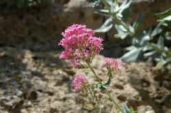 054_la_rossa_valeriana.jpg (92268 byte)