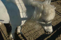 084_una_gentilpuledra.jpg (101706 byte)