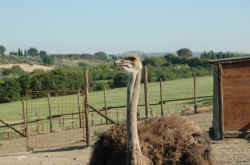 086_non__tanto_convinta.jpg (90337 byte)