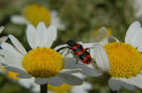 083.jpg (73603 byte)