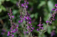 087.jpg (74394 byte)