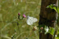 098.jpg (71616 byte)