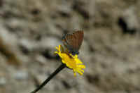 099.jpg (55123 byte)