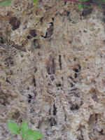 Dscn2751.jpg (211229 byte)