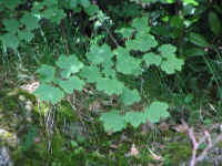 IMG_6124.jpg (78161 byte)