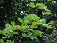 IMG_6127.jpg (80907 byte)