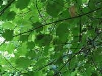 IMG_6131.jpg (76565 byte)