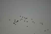 Dsc_0287.jpg (135046 byte)