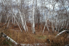 Dscn2529