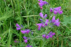Dscn0001(7)