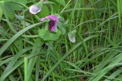 Dscn0034(1)