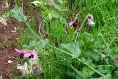 Dscn0036