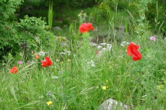 Dscn0037