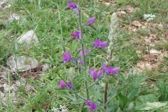 Dscn0039