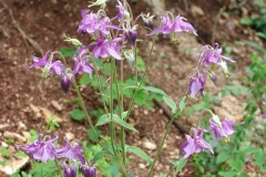 Dscn0043