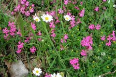 Dscn0049