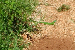 Dscn1866_
