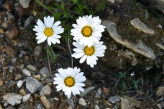 P7211970b