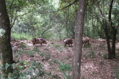 Strani incroci