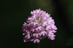 lm29984