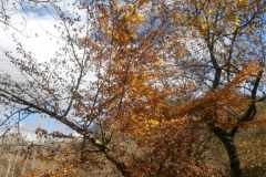 PB123495
