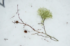 P1271036h