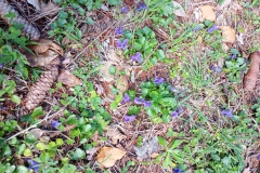 IMG_20240303_110550