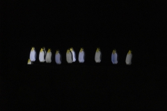 PC093712